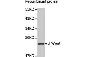 Western blot analysis of extracts of Recombinant protein, using APOA5 antibody. (APOA5 Antikörper  (AA 207-366))