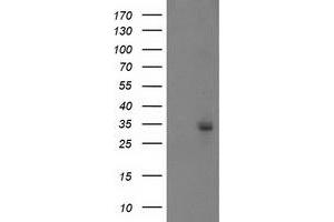 Western Blotting (WB) image for anti-phosphoglycerate Mutase 2 (Muscle) (PGAM2) antibody (ABIN1500171) (PGAM2 Antikörper)