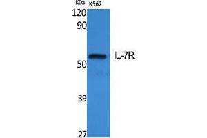 Western Blot (WB) analysis of specific cells using IL-7R Polyclonal Antibody. (IL7R Antikörper  (Ser552))