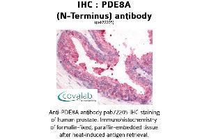 Image no. 1 for anti-phosphodiesterase 8A (PDE8A) (N-Term) antibody (ABIN1737922) (PDE8A Antikörper  (N-Term))
