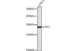 Western blot analysis of extracts of mESCs cells, using TET3 Rabbit pAb (ABIN7270781) at 1:1000 dilution. (TET3 Antikörper  (AA 1441-1540))