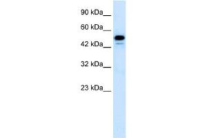 WB Suggested Anti-CDK8 Antibody Titration:  1. (CDK8 Antikörper  (C-Term))