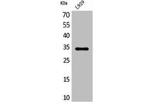 Western Blot analysis of L929 cells using Osteoglycin Polyclonal Antibody (OGN Antikörper  (C-Term))