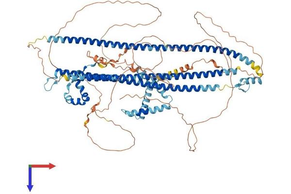 DZIP1 Protein (AA 1-867) (His tag)