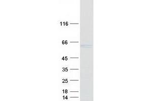 Western Blotting (WB) image for HCLS1 Binding Protein 3 (HS1BP3) protein (Myc-DYKDDDDK Tag) (ABIN2722466)