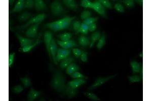 Immunofluorescent staining of HeLa cells using anti-PLEKHA3 mouse monoclonal antibody (ABIN2454555). (PLEKHA3 Antikörper)
