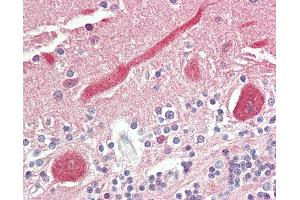 Anti-FADS1 antibody IHC staining of human brain, cerebellum. (FADS1 Antikörper  (AA 303-332))
