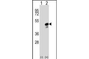 Western blot analysis of COPS3 (arrow) using rabbit polyclonal COPS3 Antibody (Center) (ABIN392341 and ABIN2841982).