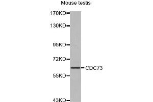 Western blot analysis of extracts of mouse testis, using CDC73 antibody (ABIN5970235). (HRPT2 Antikörper)