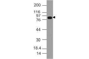 Image no. 1 for anti-Dishevelled, Dsh Homolog 3 (Drosophila) (DVL3) (AA 500-710) antibody (ABIN5027645) (DVL3 Antikörper  (AA 500-710))