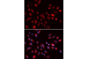 Immunofluorescence (IF) image for anti-Cholinergic Receptor, Muscarinic 5 (CHRM5) antibody (ABIN1876555)