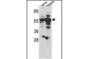 Western blot analysis of hSGKL- (SGK3) (ABIN1882132 and ABIN2842051) in Jurkat and HepG2 cell line lysates (35 μg/lane). (SGK3 Antikörper  (AA 108-139))