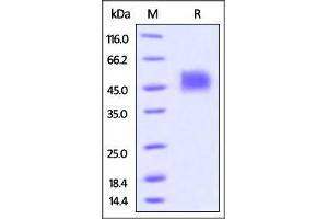 Biotinylated Human Siglec-3 / CD33, His Tag on SDS-PAGE under reducing (R) condition. (CD33 Protein (CD33) (AA 18-259) (His tag,AVI tag,Biotin))