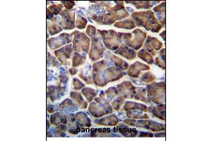 KCTD3 Antibody (C-term) (ABIN657241 and ABIN2846340) immunohistochemistry analysis in formalin fixed and paraffin embedded human pancreas tissue followed by peroxidase conjugation of the secondary antibody and DAB staining. (KCTD3 Antikörper  (C-Term))