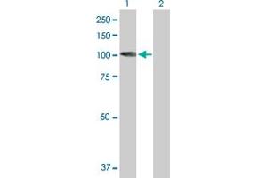 Western Blot analysis of KIF3C expression in transfected 293T cell line by KIF3C MaxPab polyclonal antibody. (KIF3C Antikörper  (AA 1-793))