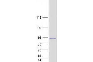 Validation with Western Blot (ALS2CL Protein (Transcript Variant 3) (Myc-DYKDDDDK Tag))