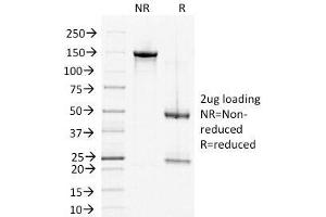 SDS-PAGE Analysis of Purified, BSA-Free DSG2 Antibody (clone 6D8). (Desmoglein 2 Antikörper)