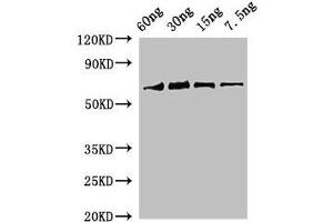Western Blot Positive WB detected in Recombinant protein All lanes: rbcL antibody at 2 μg/mL Secondary Goat polyclonal to rabbit IgG at 1/50000 dilution Predicted band size: 69 kDa Observed band size: 69 kDa (RBCL (AA 3-475) Antikörper)