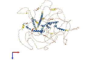 MKL2 Protein (AA 1-1080) (His tag)