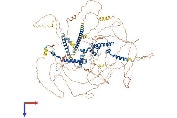 MKL2 Protein (AA 1-1080) (His tag)