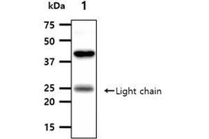 The tissue lysates (40ug) were resolved by SDS-PAGE, transferred to PVDF membrane and probed with anti-human ANGPT5 antibody (1:1000).