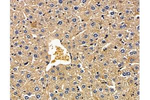 ABIN7096934 and ABIN7101000 at 1/100 staining mouse liver tissue by IHC-P.