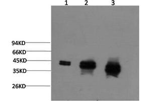 Western Blotting (WB) image for anti-Mitogen-Activated Protein Kinase 1/3 (MAPK1/3) antibody (ABIN5960946) (ERK1/2 Antikörper)