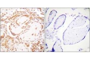 Immunohistochemistry analysis of paraffin-embedded human placenta tissue, using Histone H4 (Ab-47) Antibody. (Histone H4 Antikörper  (AA 13-62))