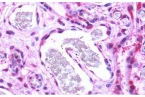 Human, Placenta: Formalin-Fixed Paraffin-Embedded (FFPE) (S1PR1 Antikörper  (Cytoplasmic Domain))