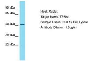 Image no. 1 for anti-Transmembrane Protein, Adipocyte Asscociated 1 (TPRA1) (AA 269-318) antibody (ABIN6750755)