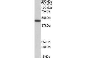 PBX1 Antikörper  (Internal Region)