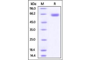 Human B7-H3, Fc Tag on SDS-PAGE under reducing (R) condition. (CD276 Protein (CD276) (AA 29-245) (Fc Tag))