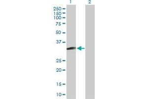 Western Blot analysis of MAGEH1 expression in transfected 293T cell line by MAGEH1 MaxPab polyclonal antibody. (MAGEH1 Antikörper  (AA 1-219))