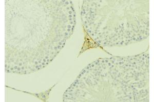 ABIN6277131 at 1/100 staining Mouse testis tissue by IHC-P.