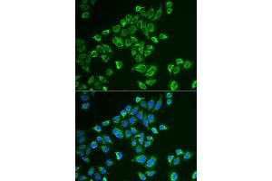 Immunofluorescence (IF) image for anti-Tachykinin 3 (TAC3) antibody (ABIN1980328) (Tachykinin 3 Antikörper)