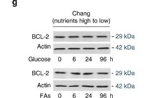 Nutrient induces apoptosis resistance. (Bcl-2 Antikörper)