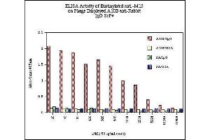 ELISA Activity of Biotinylated anti -M13 on Phage Displayed A10B anti-Rabbit  IgG ScFv  SA/BSA  SA/IgG  A10B/BSA  A10B/IgG  Data respresents absorbancy readings for  A10B phage on rabbit IgG (A10B/IgG), A10B  phage on BSA (A10B/BSA), streptavidin on rabbit IgG (SA/IgG) and streptavidin on BSA (SA/BSA) for each dilution of biotinylated anti-M13 monoclonal antibody.