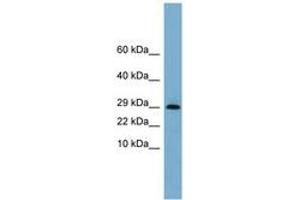 Image no. 1 for anti-Endoplasmic Reticulum Protein 29 (ERP29) (N-Term) antibody (ABIN6743333) (ERP29 Antikörper  (N-Term))