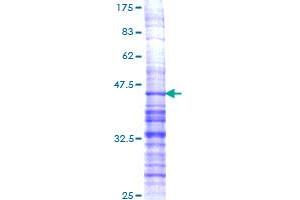 PDYN Protein (AA 147-254) (GST tag)