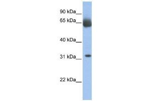 WB Suggested Anti-C11orf54 Antibody Titration:  0. (C11orf54 Antikörper  (N-Term))