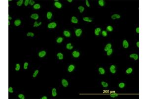 Immunofluorescence (IF) image for anti-GATA Binding Protein 2 (GATA2) (AA 1-102) antibody (ABIN561002)