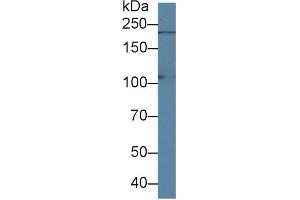 Western Blotting (WB) image for anti-Phosphatidylinositol 4-Kinase, Catalytic, alpha (PI4KA) (AA 1-300) antibody (ABIN7444025)
