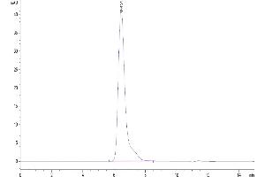 The purity of Human B7-H2 is greater than 95 % as determined by SEC-HPLC. (ICOSLG Protein (AA 19-258) (His-Avi Tag))