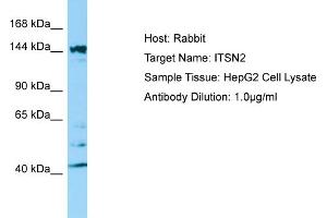 Western Blotting (WB) image for anti-Intersectin 2 (ITSN2) (C-Term) antibody (ABIN2790154) (Intersectin 2 Antikörper  (C-Term))