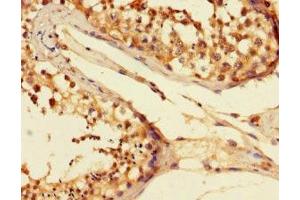 Immunohistochemistry of paraffin-embedded human testis tissue using ABIN7152038 at dilution of 1:100 (ESR2 Antikörper  (AA 2-530))
