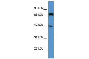 WB Suggested Anti-Dcdc2a Antibody Titration: 0.
