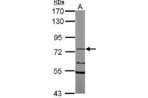 WB Image Sample (50 ug of whole cell lysate) A: Mouse brain 7. (NXF1 Antikörper  (C-Term))