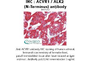 Image no. 1 for anti-Activin Receptor Type I (ACRV1) (N-Term) antibody (ABIN1731497) (ACVR1 Antikörper  (N-Term))