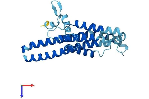 MT-ATP6 Protein (AA 1-226) (His tag)