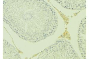 ABIN6277084 at 1/100 staining Mouse testis tissue by IHC-P. (Osteoprotegerin Antikörper  (Internal Region))